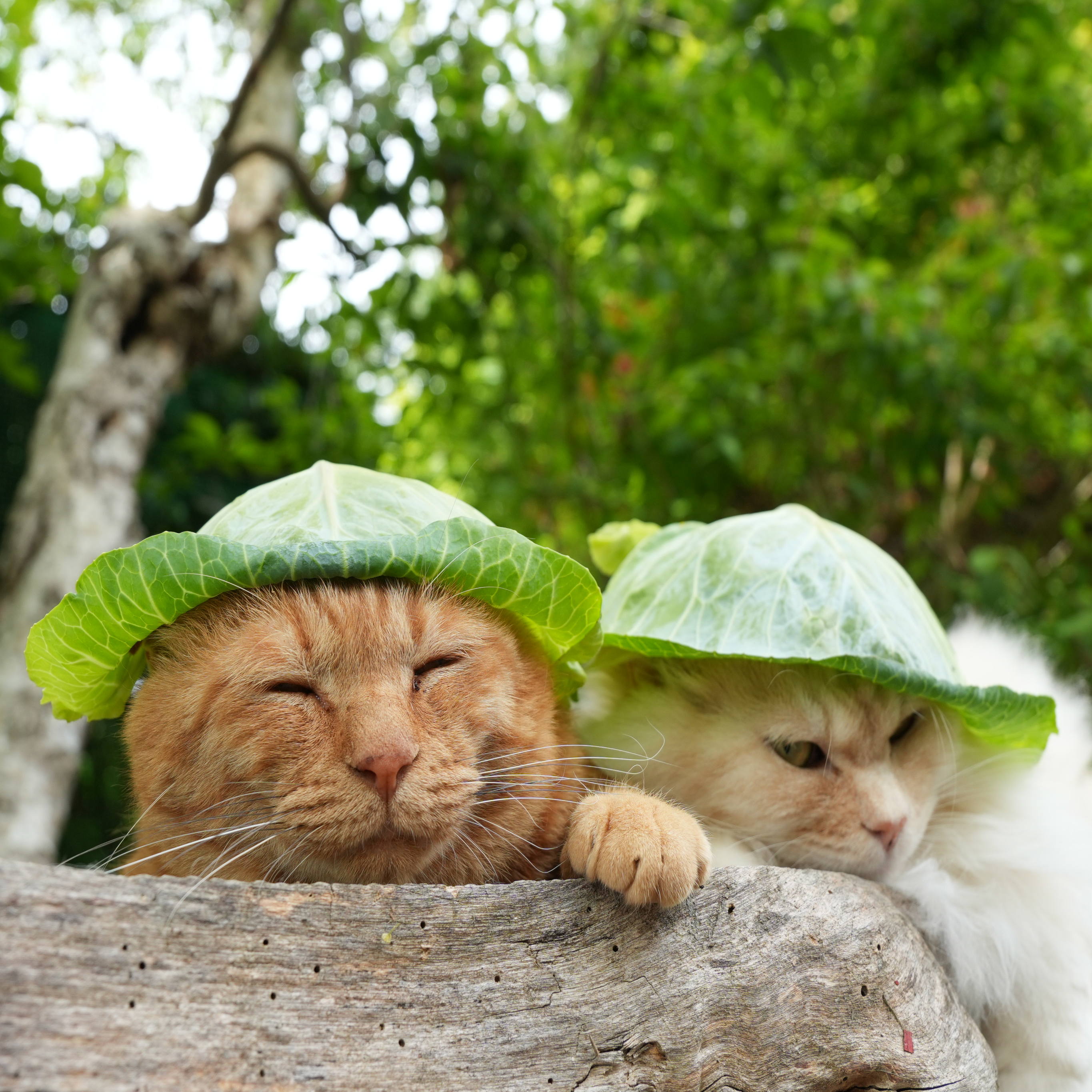 かご猫 blog (@shironeko_1) / X
