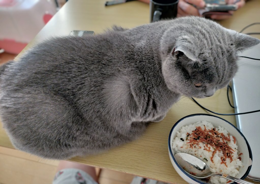 猫を吸いながら朝食を食べるという贅沢なひととき。
#猫 #ブリティッシュショートヘア