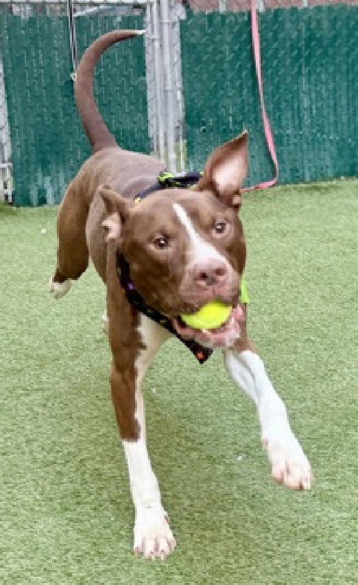 NMBewitched's tweet photo. #AlluringTails
Steel
#PuppyLove
#MACC #AdoptionEvent
Sunday, 9/7
#AdoptMe
Dear Hooman,
I enjoy🥎. I love walkies. If I fits I sits, laps are my favorite.
🤫#Volunteers say I am perfect. Don't tell the others https://t.co/q2kMwweD5z