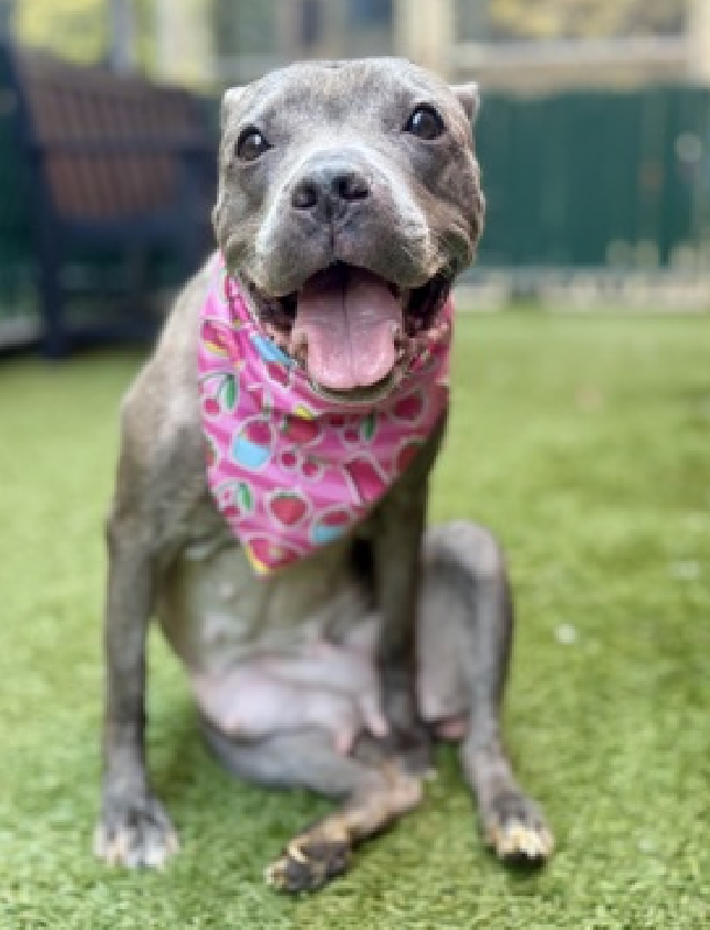 NMBewitched's tweet photo. #AlluringTails
Berenice
#DiamondDog
#MACC #AdoptionEvent
Sunday, 9/7
#AdoptMe
Dear Hooman:
I am only 2, my old hooman bred me over & over
Sorry, so sorry me saggy boobies
I want a gentle hooman, no more babies as they are just ripped away💔
I would like to learn to play & run
I am a very good snuggler, promise