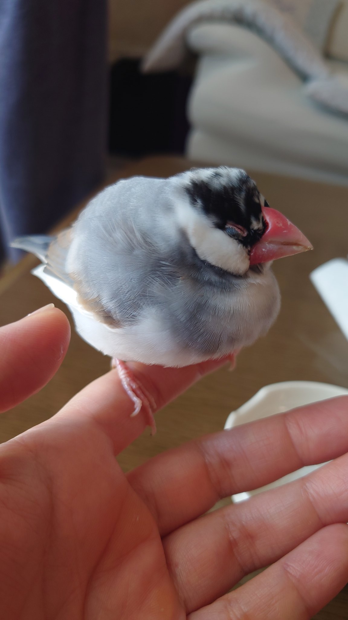 【comatema : 即購入可◎】ことりのおおきなあそびば 鳥 トキ ぬいぐるみ マスコット アミューズ AMUFUN ぷちまる DX