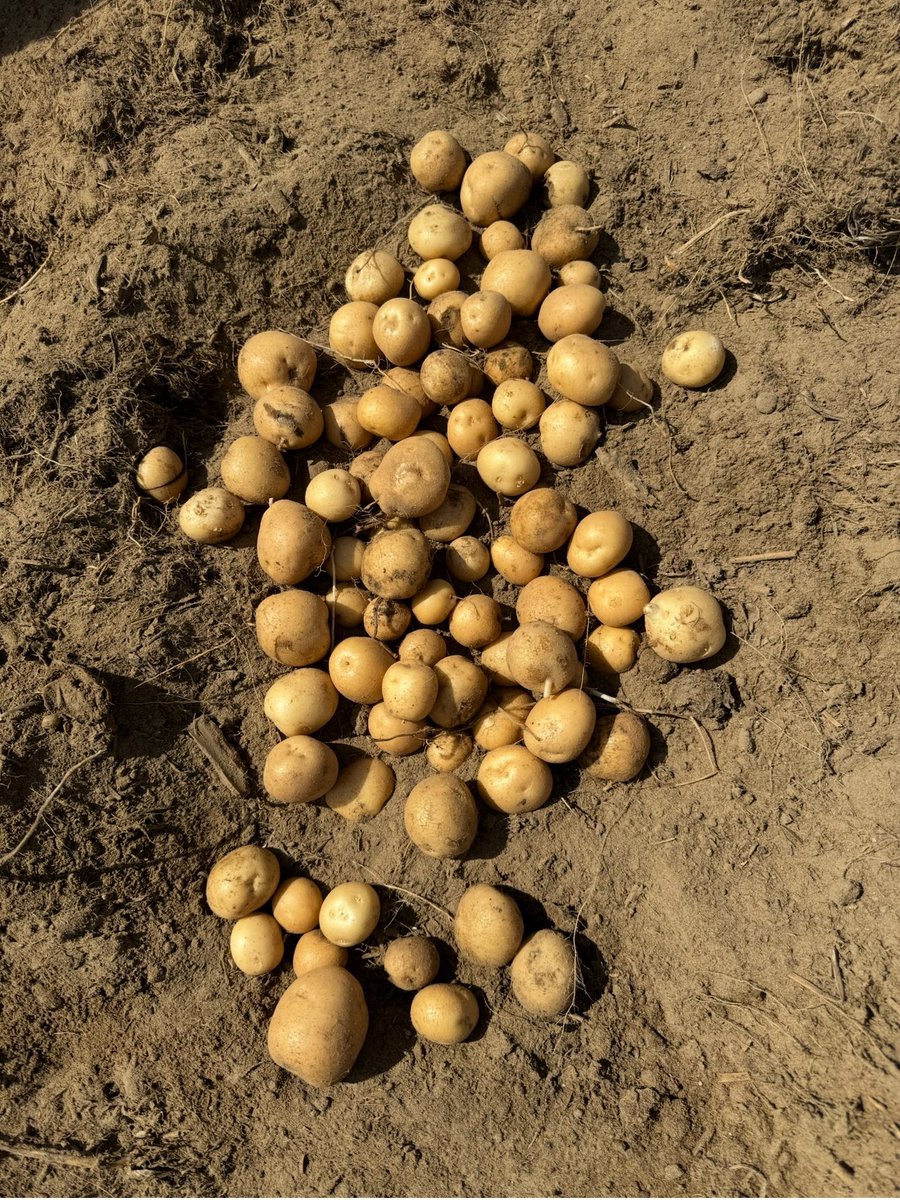 It’s been a few years but this year is a reminder. Pivots pay Bills..
Irrigated vs Not Irrigated (sandy land)
At least a 2/3rd difference