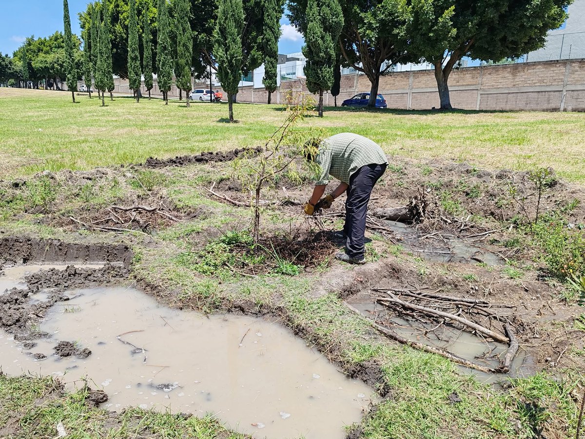 arboles_puebla's tweet photo. Día de jornada de trabajo en torno al #AhuehuetedeCumulodeVirgo. Retener agua de lluvia y propiciar en desarrollo de vida en el sitio son dos de los objetivos que están orientando la gestión de este espacio. https://t.co/lXuS2gixcc