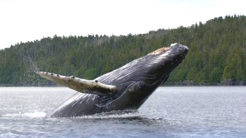 High school students will explore ocean environments and their inhabitants, from microscopic plankton to majestic whales, in "Introduction to Marine Science," an online course from Research Scholars at <a href="/UCSDExtStudies/">UC San Diego Division of Extended Studies</a>. Application deadline is Sept. 10: go.ucsd.edu/3Q1MfyO