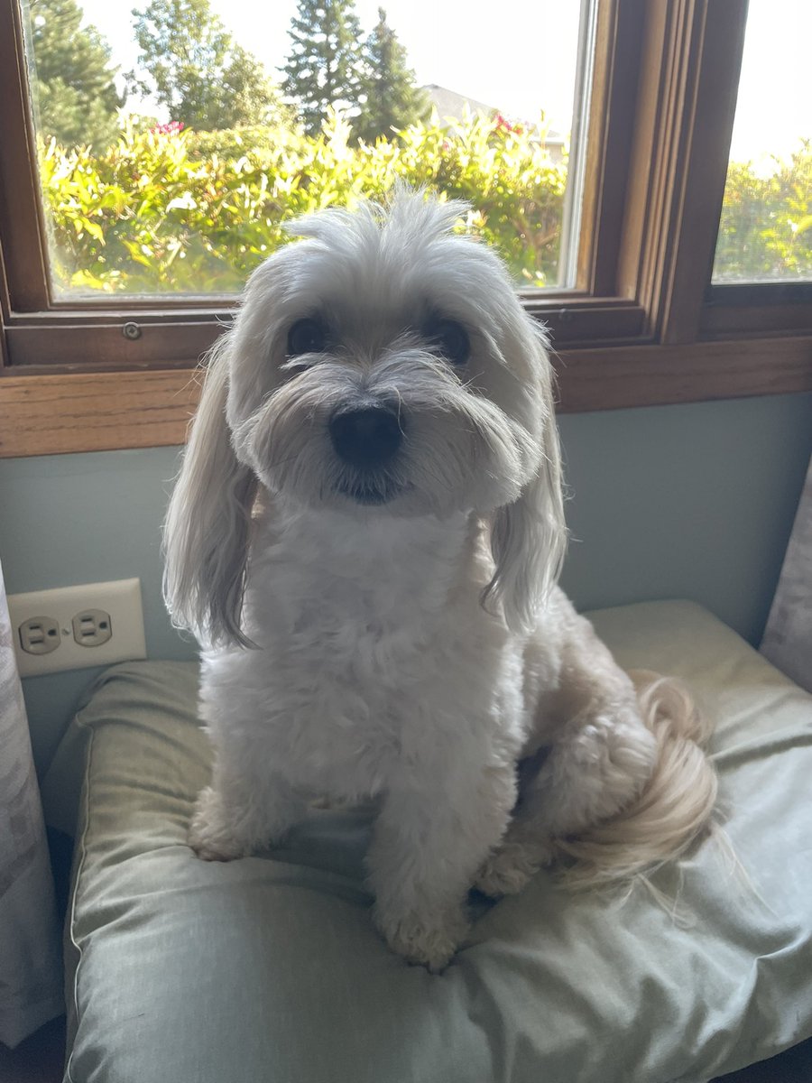 Followthe_Click's tweet image. Just went and gave my dog a big hug after listening to A Dog Song