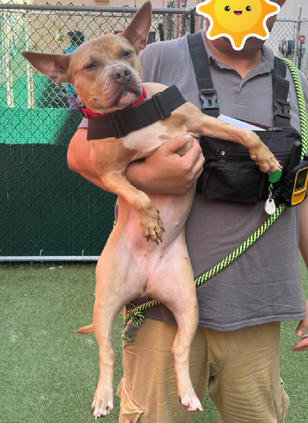 NMBewitched's tweet photo. #AlluringTails
Hera
#SaveOurSeniors
#MACC #AdoptionEvent
Sunday 9/7
#AdoptMe
Me Momies was deployed to #Gitmo for immigrades.
I miss me Momies. She called me her spoiled baby.
On the day she left she rocked me in her arms & cried
Dear Hooman:
Sometimes get scareds. Likes to be carried. But I so enjoys explores. I am ready to love again. Please do not hurts me. I be the bestest girl
