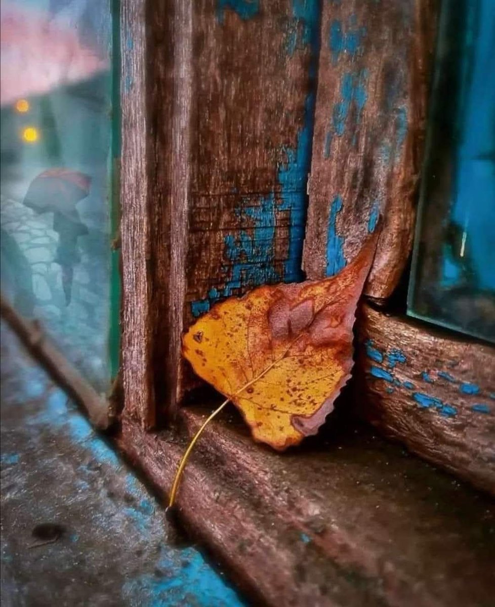 Larissa⚘️🩷🫖 tweet media