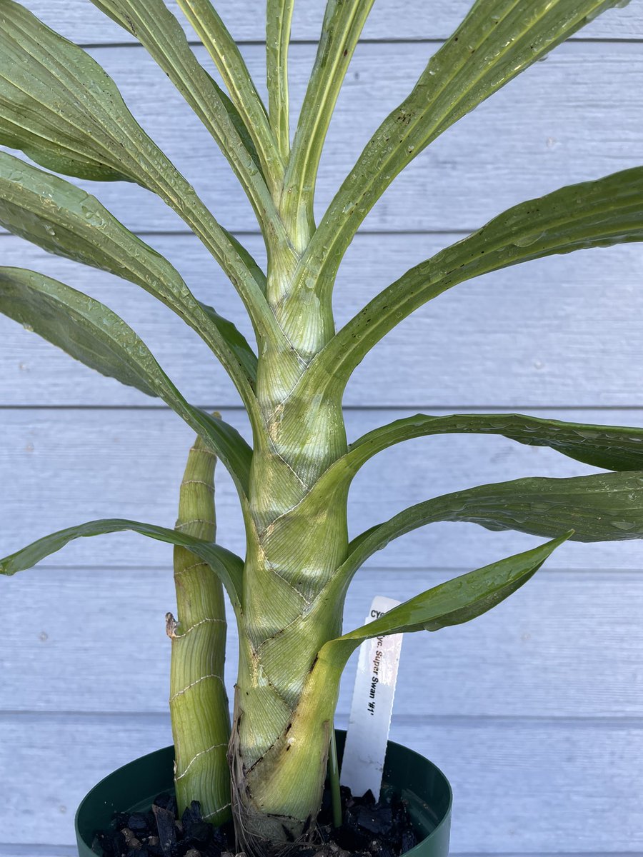 タケノコ蘭 洋らん 洋ラン 洋蘭 セットB m25964186253_1.jpg?1737192922