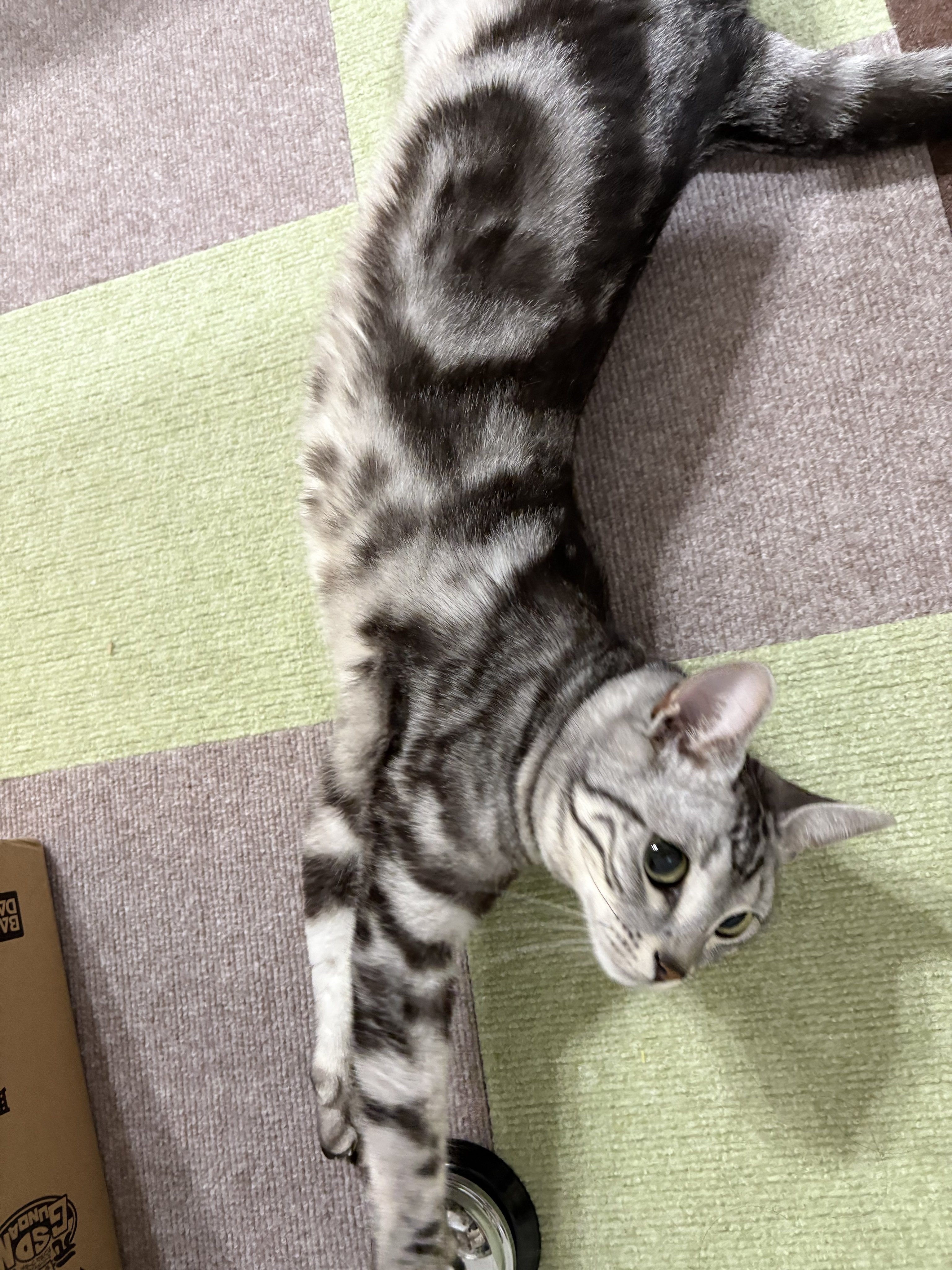 オンノヅキ🐱🐱 on X: 