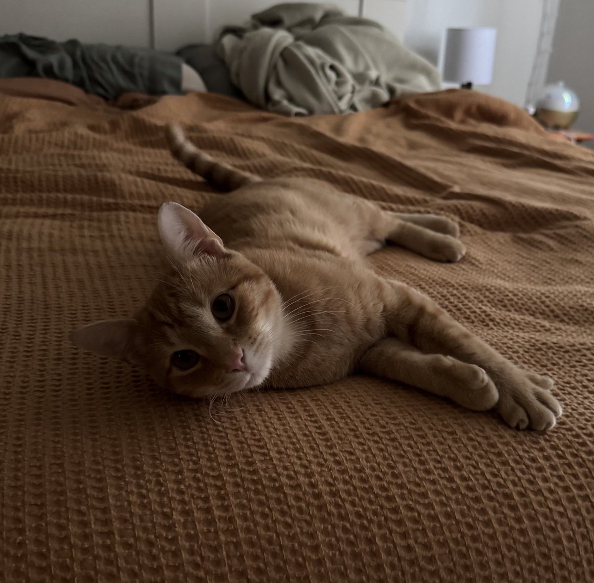 Internet, meet Butters ☺️