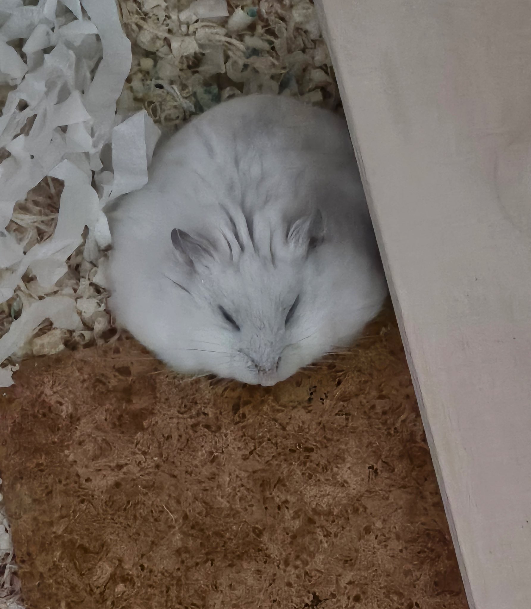 もちまる (@lvmochi6) / X