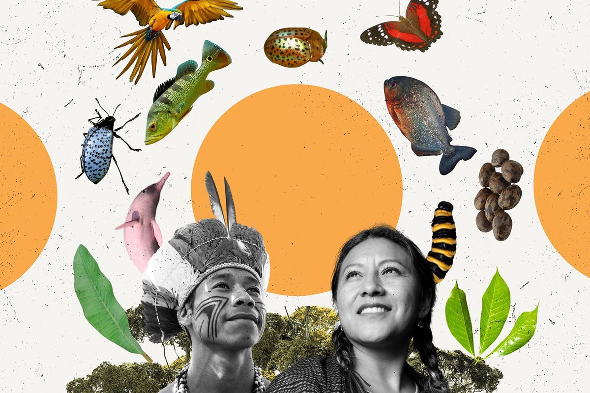 #Indigenous knowledge is crucial in the fight against climate change. 
Here’s why ➡️ buff.ly/MoNeLB0 

#ClimateAction