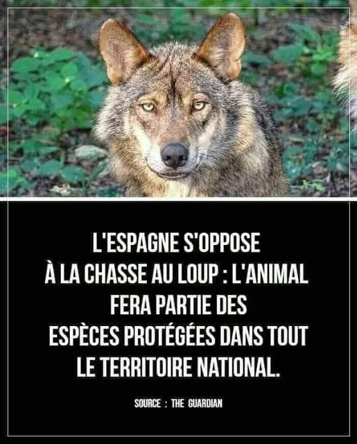 KFranc91's tweet photo. Bravo l'Espagne, 
Un pays bien plus INTELLIGENT que la France.

Nous, français, sommes des gueux restés au temps du Moyen-Âge. 
Notre rapport avec le loup n'a pas bougé depuis...
Pauvres de nous... https://t.co/sdL7kKBccJ
