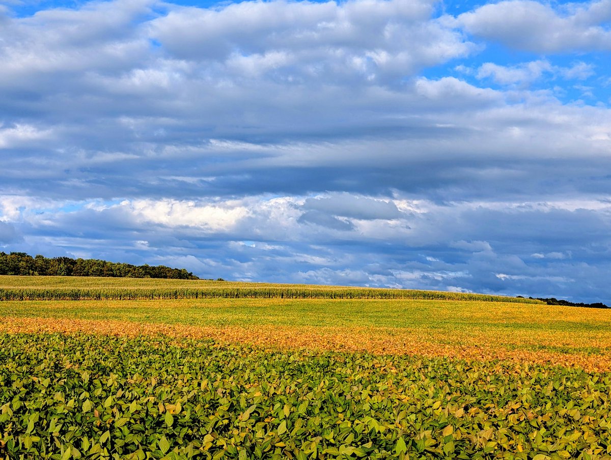 Crops turning way to fast,, WOW,👍😎🌽🫘