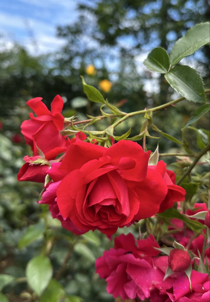 薔薇は「トラディション‘95」🌹
(Rosa Tradition ‘ 95)

素敵な土曜日を🌹🍀🩷🌱😊
Good  Saturday Afternoon ♪

#RosaTradition
#トラディション