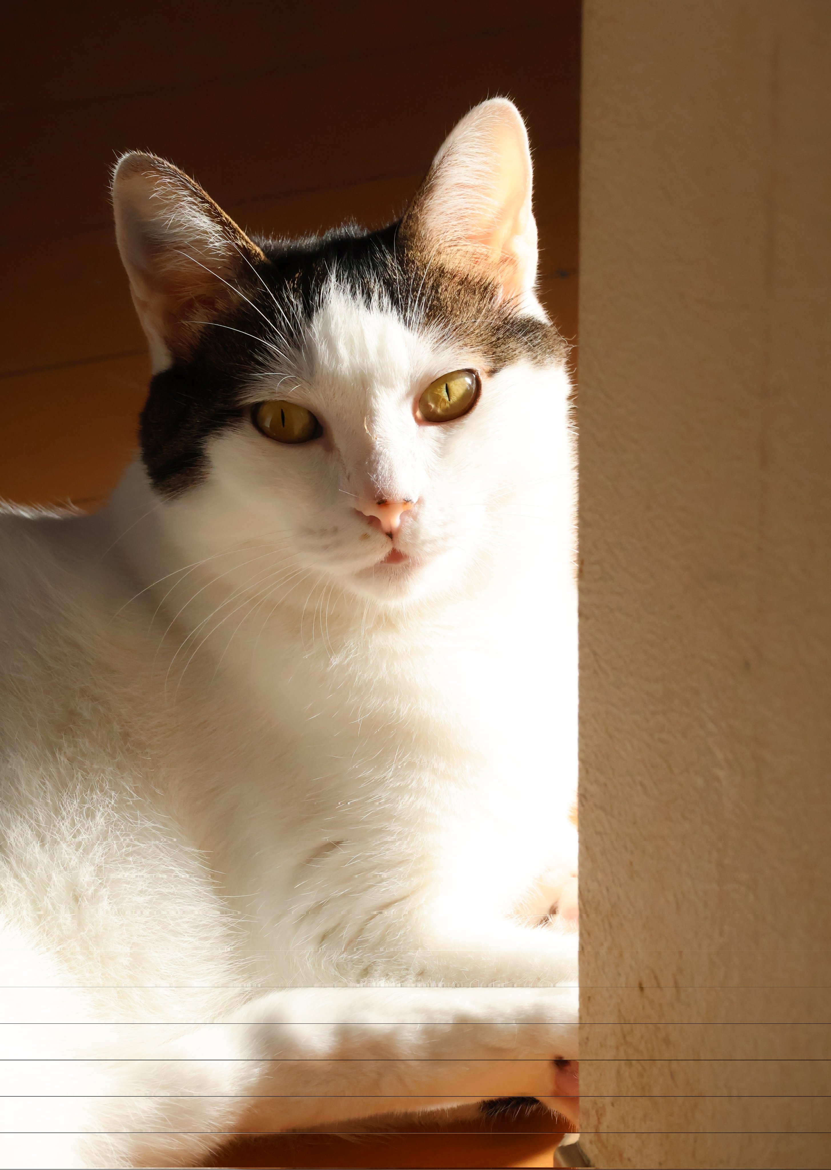 chica0726-cats&animals on X: 