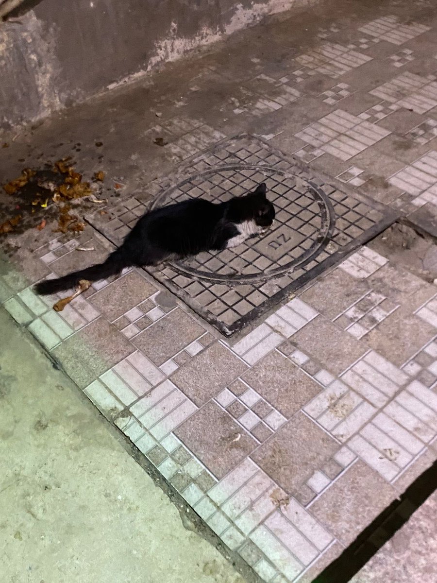 #عاجل🚨🚨🚨🚨
#مكه

 الراشدية إعلان منقول
قط متعب جداً لايتحرك واضح متألم جداً كنت على عجلة من امري لم استطع انقاذه 

maps.google.com/?q=21.459499,3…