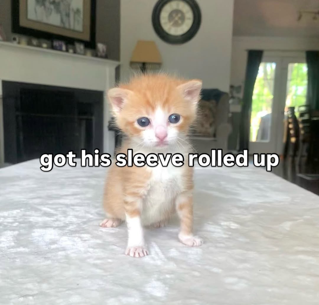 smol silly cat (@catsillyness) on Twitter photo 
