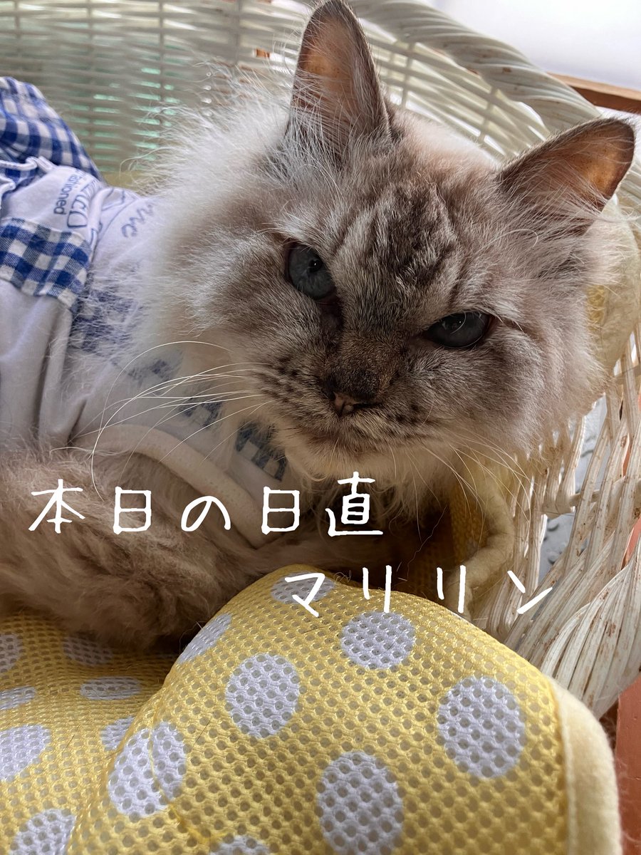 上野ここ　ねこたまご　白猫 ねこたまご - Search / X