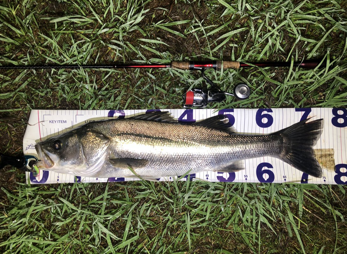 1974Kwa's tweet image. 昨晩。
先日獲れた極太な魚の余韻が冷めやらぬうちにサイズはともかく運良くまた太いの獲れました♪
7ヒット2キャッチ🐟
#ヨレヨレミニ
#ローリングベイト77SSS
#sacanaフック
#バーブレスフック