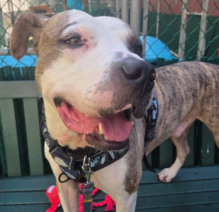 NMBewitched's tweet photo. There are too many #DiamondDogs
Too little time to post them all😭
#AlluringTails of #LongStays
Blue Sky
This boy I love, this gentle spirit who is so brave, playful & loving in the play yard & terrified on the streets on #NYC
What I want? Is for you to drive down from your country house & #Adopt this amazing companion
So here goes a plea for this 3yr old boy who brings joy to the #Volunteers of #MACC
#AdoptionEvent
Sunday, 9/7
#MACC #NYCACC
Close enough to see the love in his eyes?