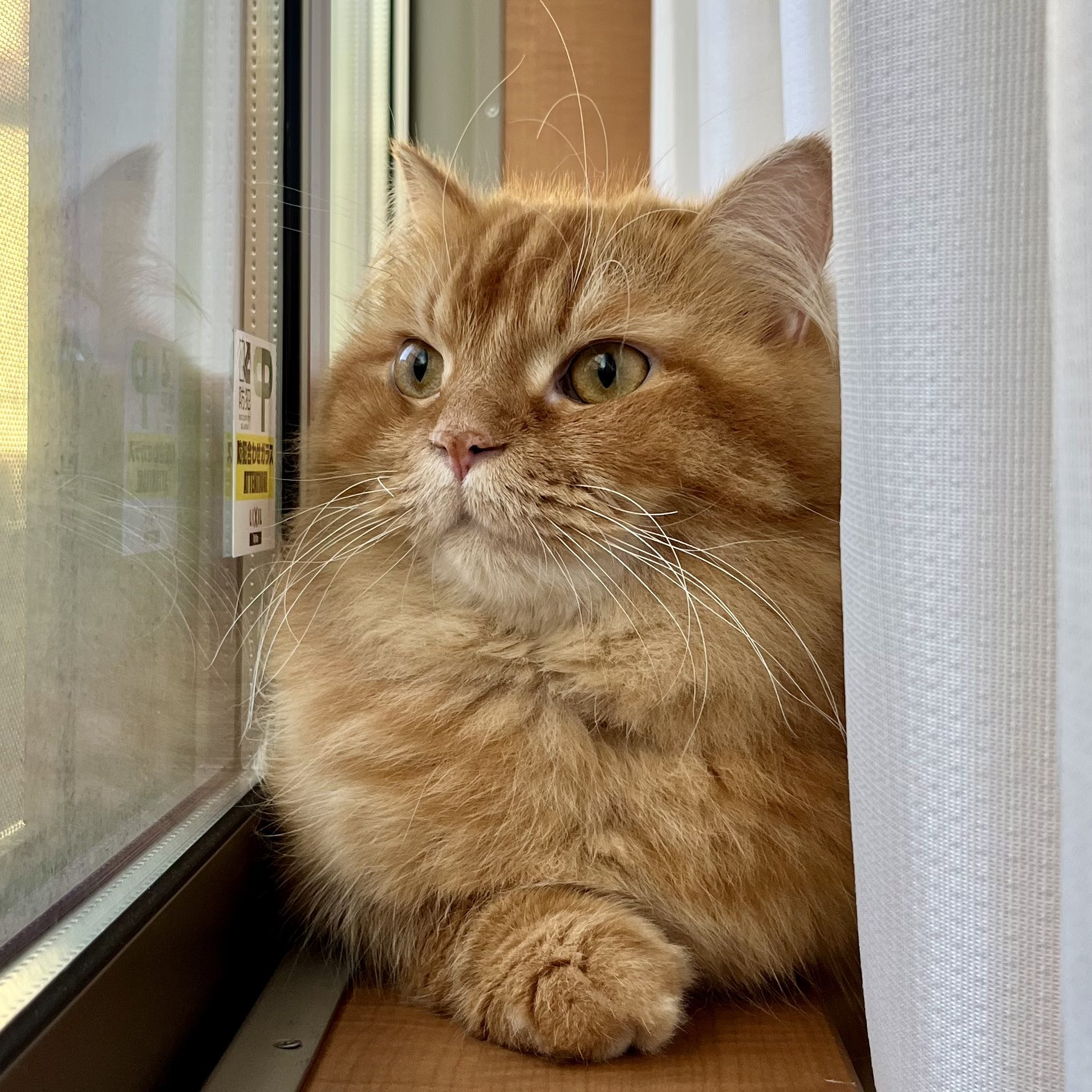 雨*猫様 画像追加しました。さらに値下げ❗️値下げ❗️アンティークミシンです 共立出版 アリがと蟻 (@1738310) on X: 