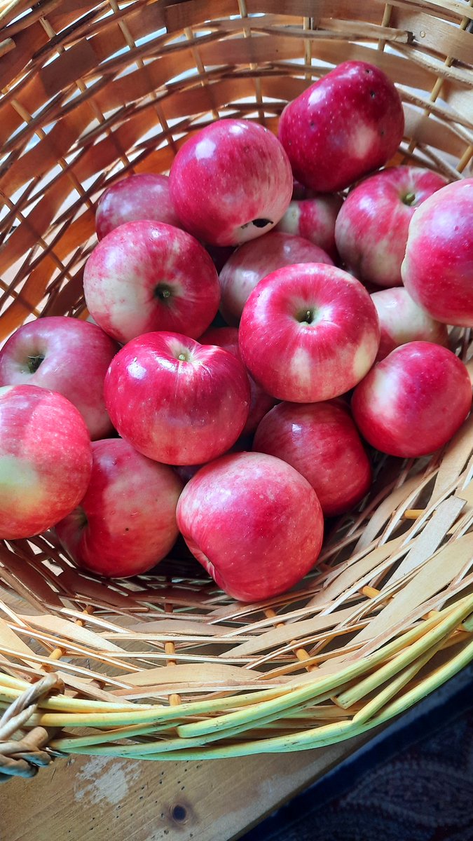Rubybeets's tweet photo. Fresh off our tree #AtTheLake
#Minnesota
#Zestar https://t.co/b3ea9MSAeN