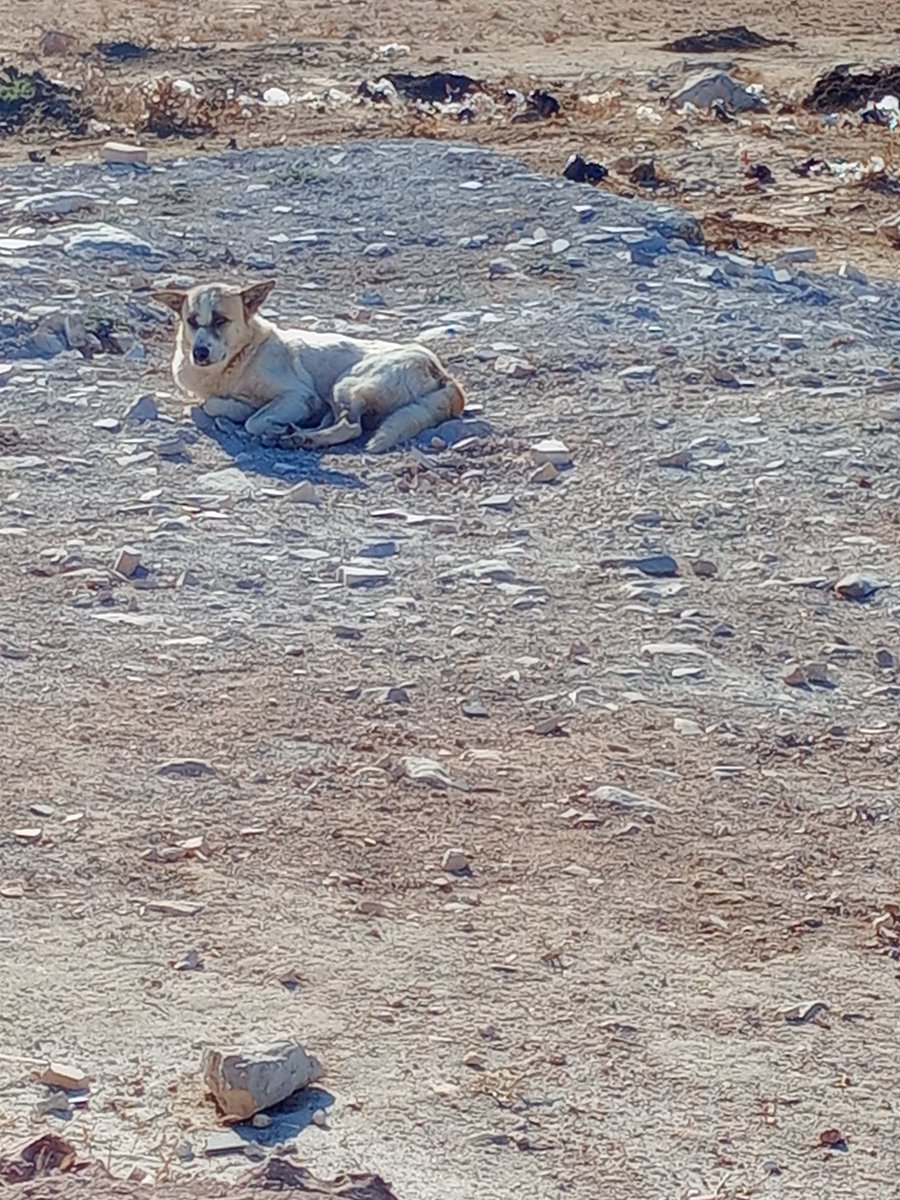 SSDRESCU's tweet image. Please publish the wickedness. Here we live in a place where there is no Essentials of life Look at that residence sitting Here is far from people or from the world In sad isolation Yais J Hungry, tired patient Satisfied with difficult life All animals Poor here lives like him💔