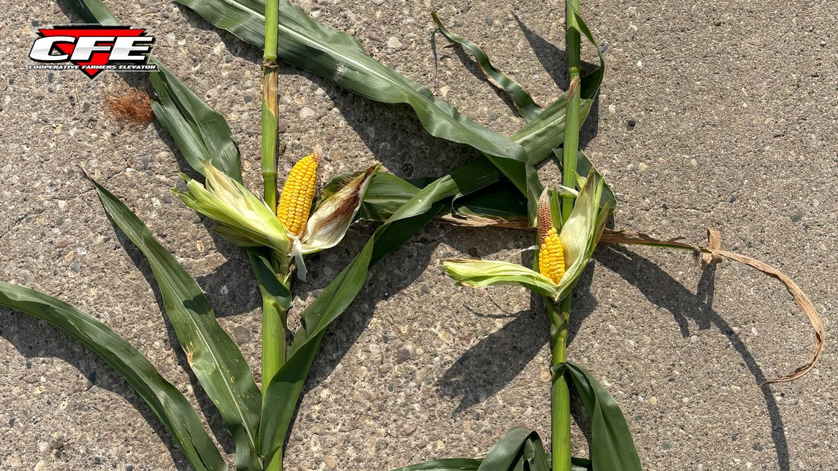 Southern rust and defoliation pressures are building, here’s what it means for harvest: ow.ly/lg5L50WSgVl #CFEFieldFriday