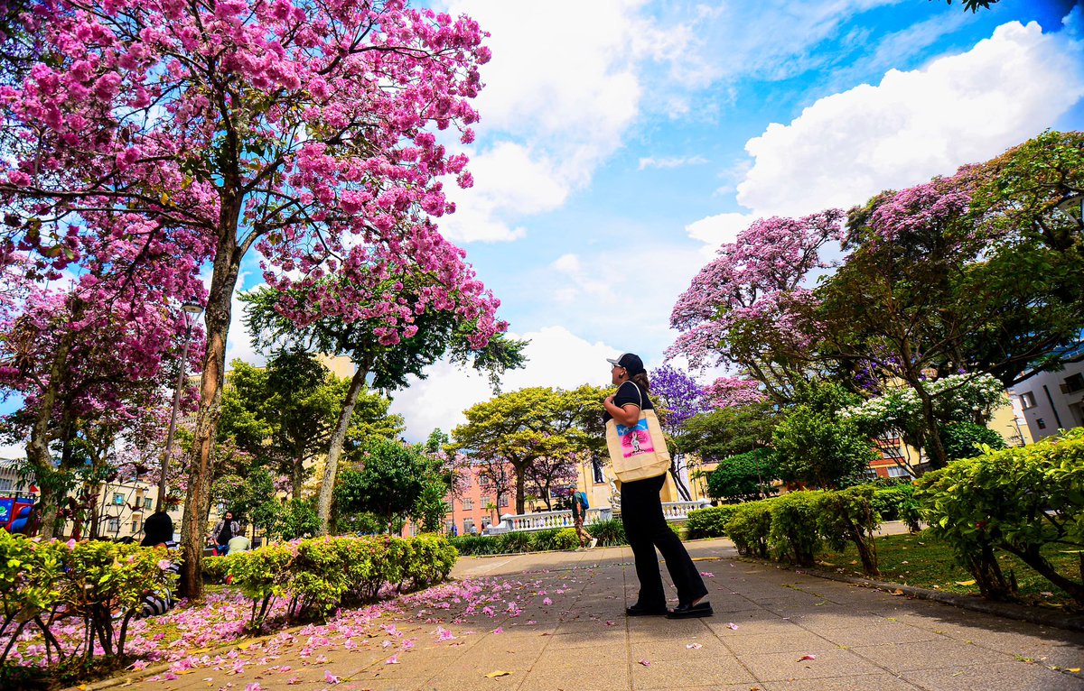 Están espectaculares estas postales, ¿verdad? 📸 Deja volar tu imaginación, posa frente al lente y registra tu mejor fotografía junto a los majestuosos Ocobos 🌸 que adornan la ciudad 🌆, y así de fácil entras a participar en el concurso de la <a href="/Alcaldiaibague/">Alcaldía de Ibagué</a>. ¡No te lo pierdas!