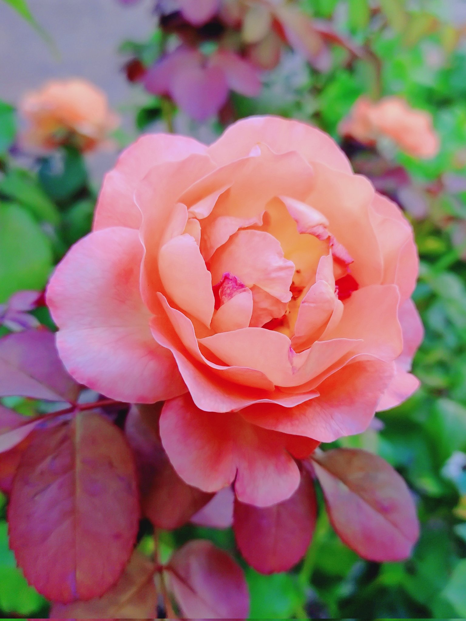 専用になりました。トルコ、薔薇4点 専用になりました。トルコ、薔薇4点 専用になりました。トルコ、薔薇