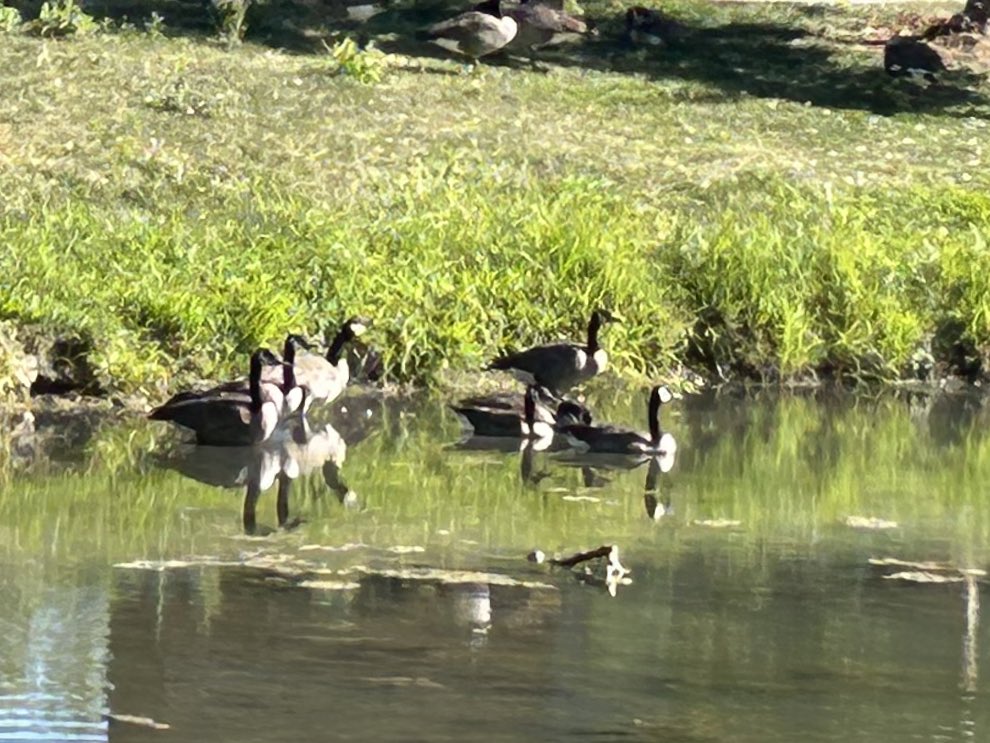 Geese at my university