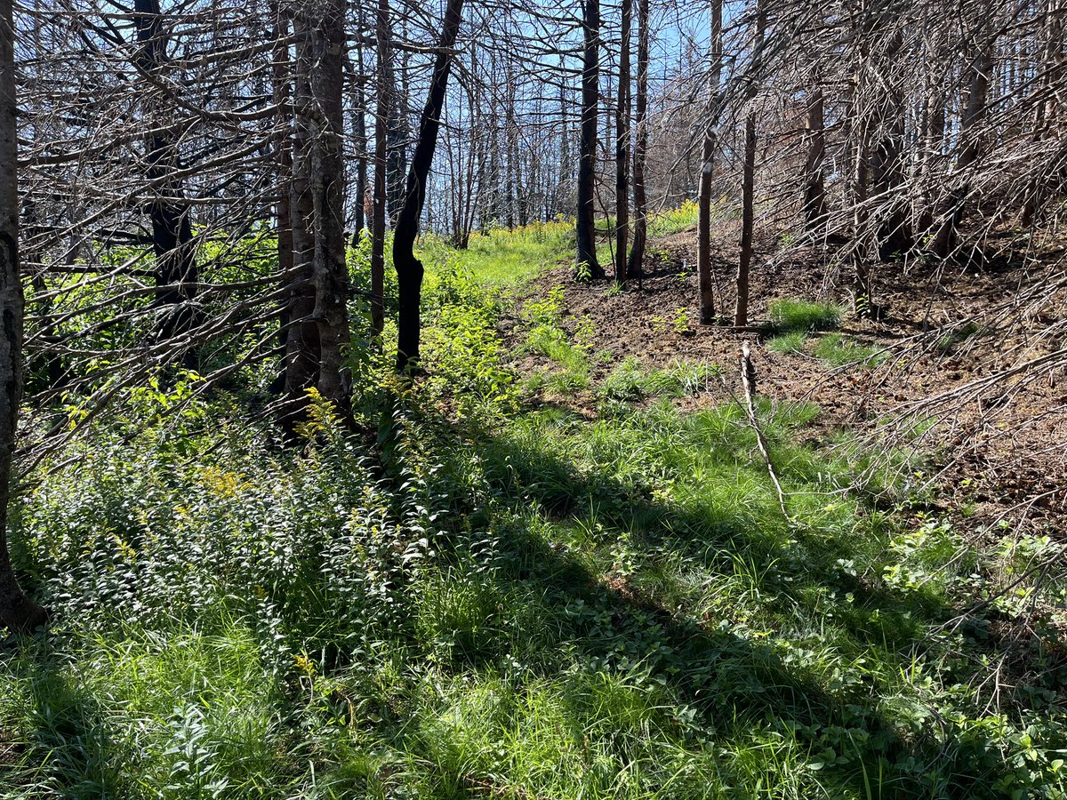 The burned lands from May are greening up.