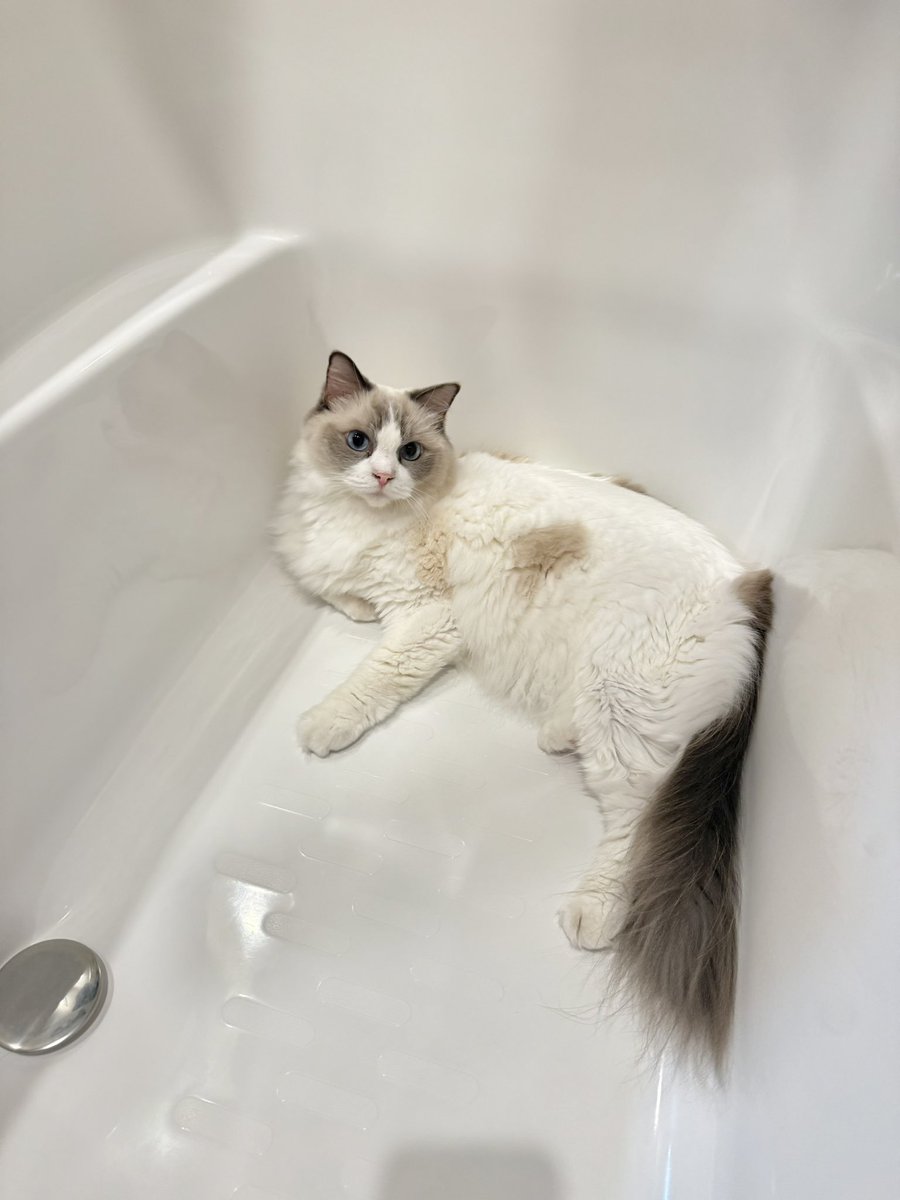 ラグドールのミミ (@ragdoll0504) / Posts / X