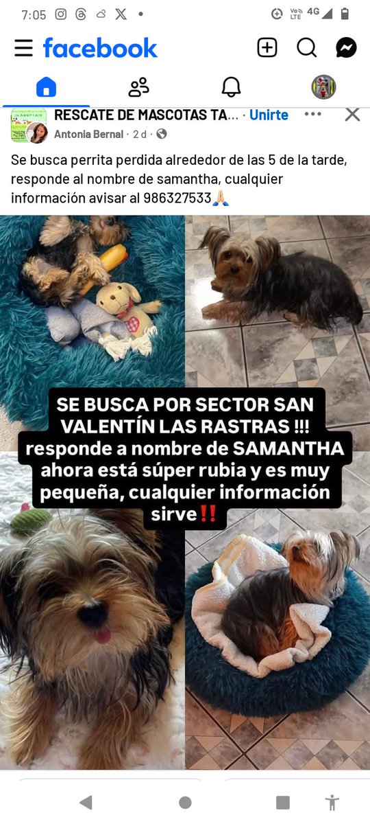Se busca mascota extraviada