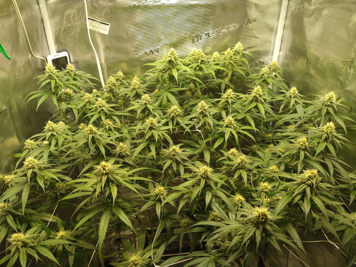 Day 31F (LR)
- HSO Blueberry Headband (c/o <a href="/TheUpperVault/">The Upper Vault</a>)
- <a href="/HumboldtSeedCo/">Humboldt Seed Co.</a> Jelly Donutz
- <a href="/skunkdevilseeds/">Skunk Devil Genetics</a> G.O.A.T. Piss (c/o <a href="/TheUpperVault/">The Upper Vault</a>)
- <a href="/BrothersGrimmOG/">BrothersGrimmSeeds</a> Headband 99

S/o <a href="/favenlighting/">Faven</a> x <a href="/reallyapriest/">Stillapriest aka Weed Bourdain</a> for the UCL kit!