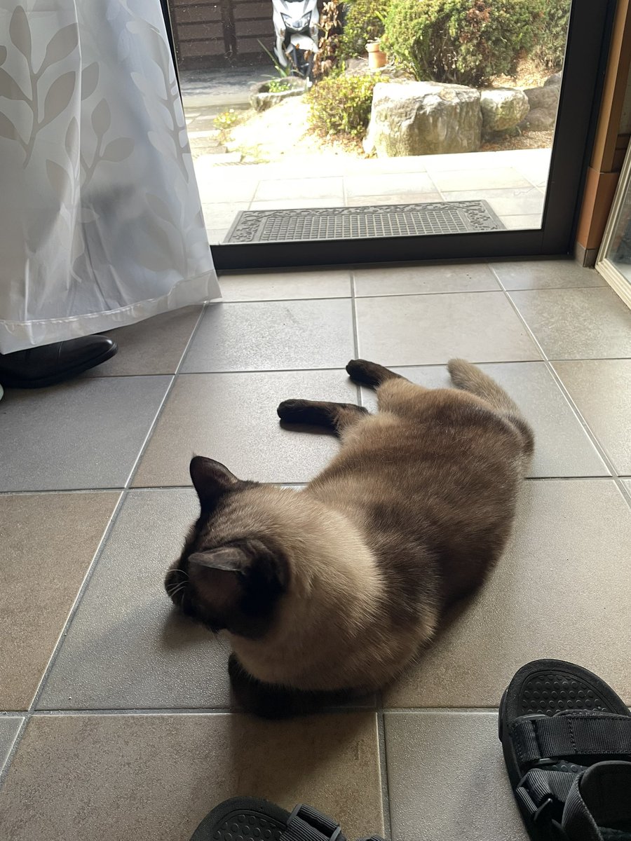 おはようございにゃす　
くつろいでみえるかもしれにゃいけど、ニャルソックしてるにゃんよ
#トラファルガー・ピー