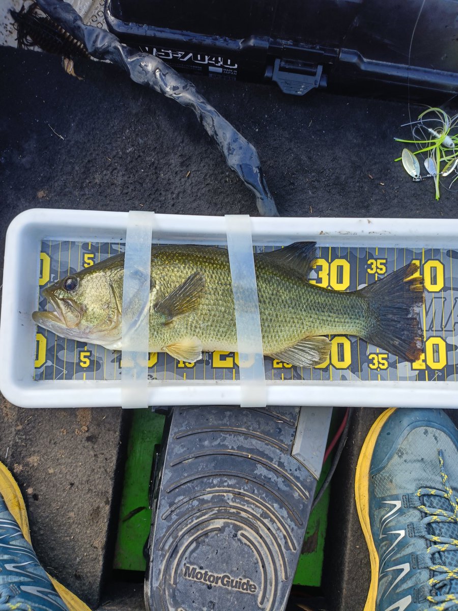 ビーブルありがとうございます🥹
ついでにエクスプライドの165MH-LMも入魂🔥
#bottomup 
#新利根川
#松屋ボート