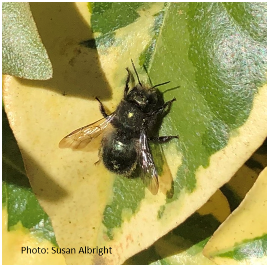 OSU Extension Washington County tweet media