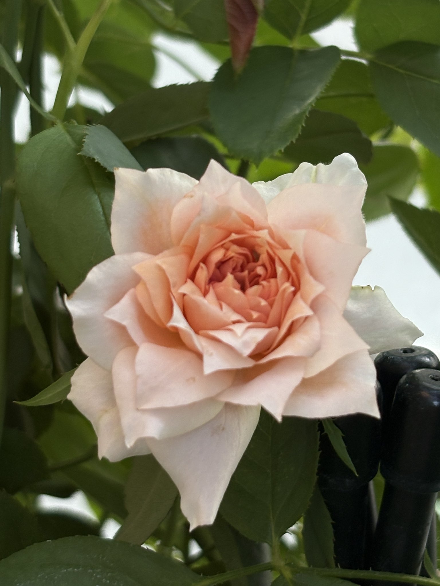 そらページ　つる薔薇　猫　（小鳥追加） そら様専用ページ つる薔薇 猫 （小鳥追加）