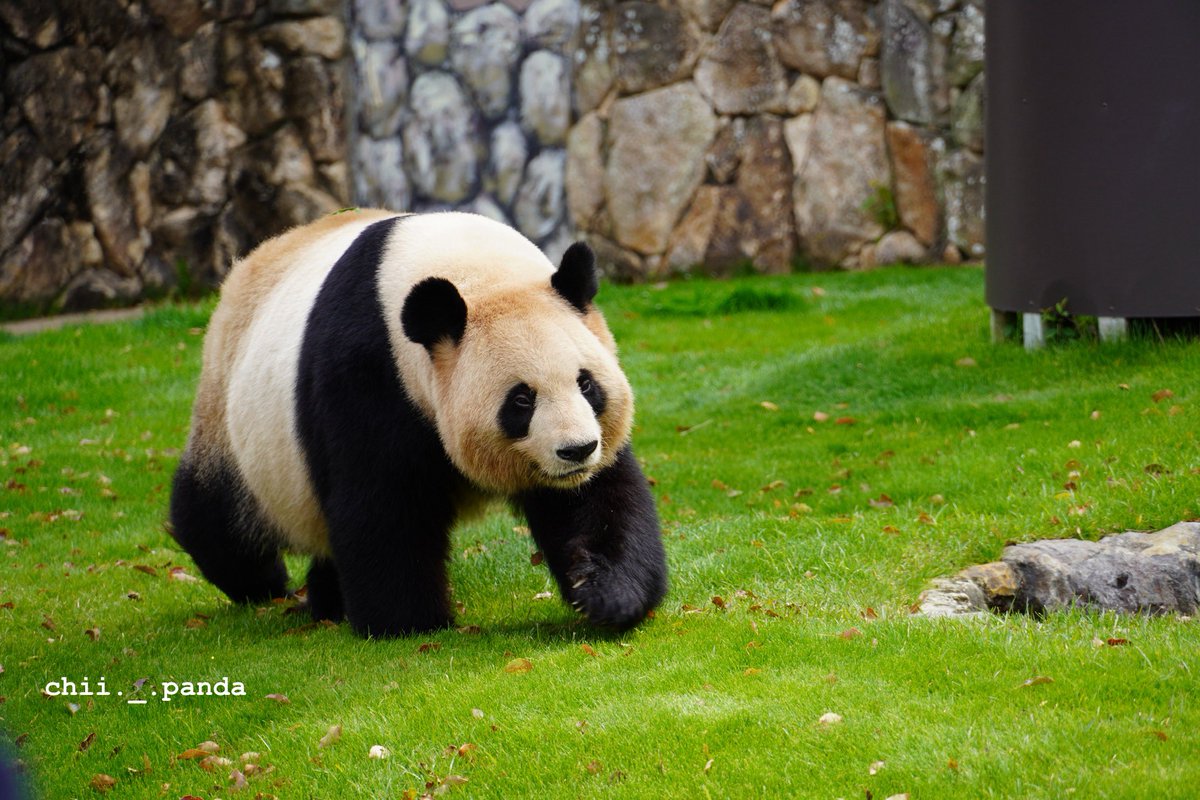 バースデーガール🍯良浜✨
お誕生日おめでとう🎂🤎
だいだいだいすきな、らうらう🩷
いつまでも元気で過ごしてね‼︎
あなたの幸せがこれからも続きますように✨

らうちゃん、また会えると信じてる‼︎

#良浜 #アドベンチャーワールド 生まれ