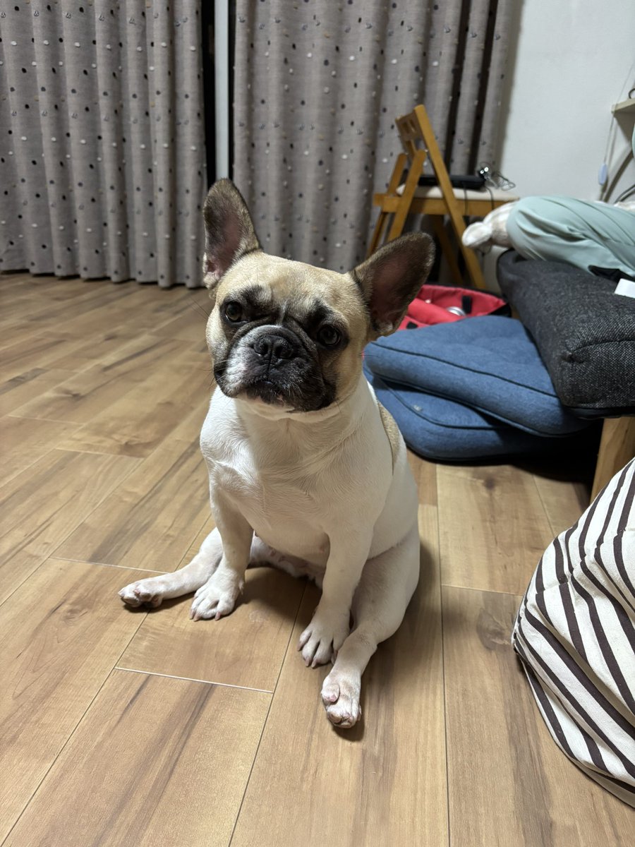 ししゃもん｜フレブル【ひめ】 tweet media