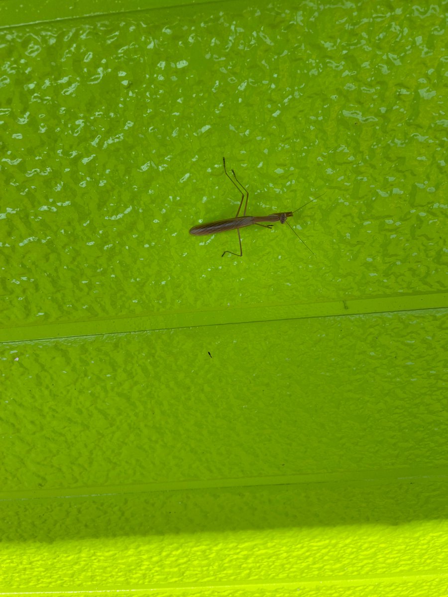 カマキリおった