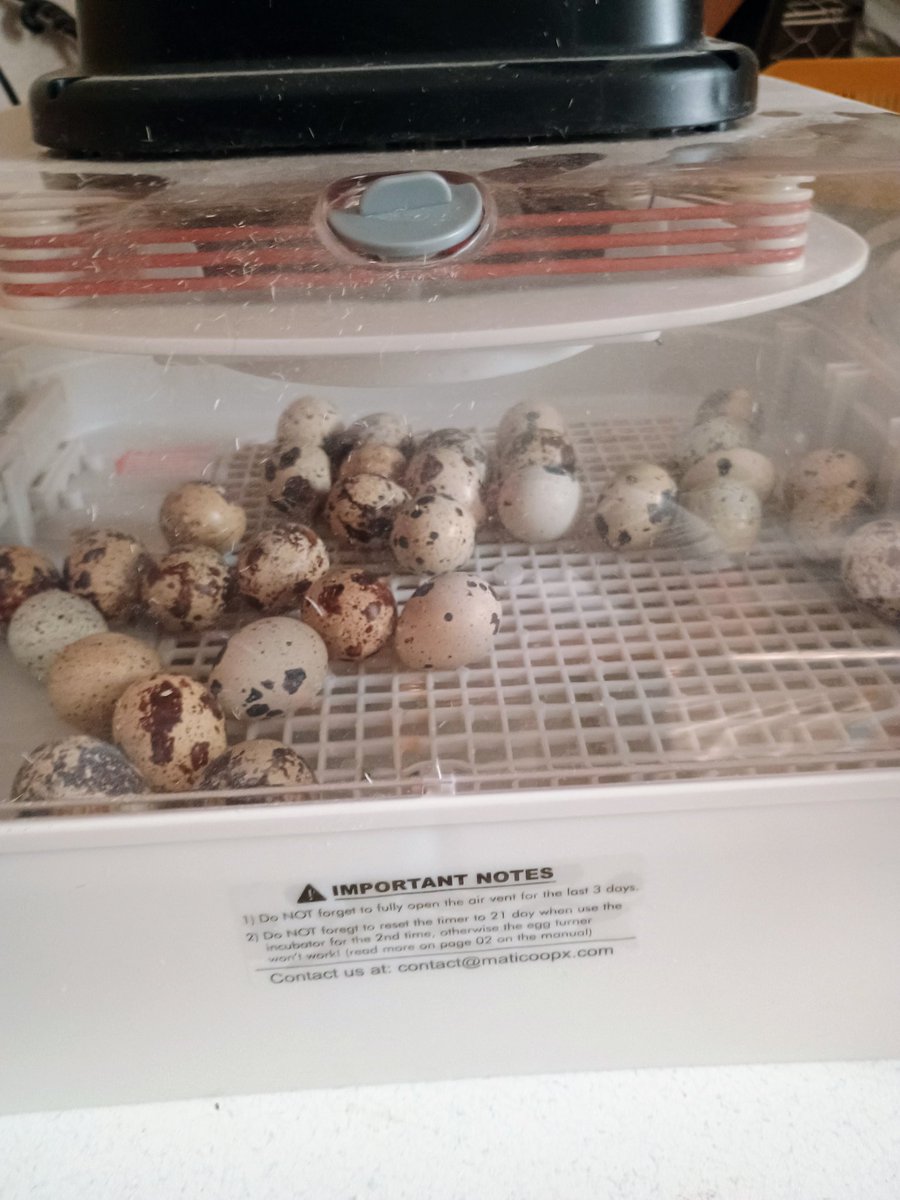 Haskell_plus's tweet image. These Quail eggs are just about ready to start popping like popcorn or blossoms on an apricot tree in the spring.
LFG! 🔥
#Farmlife #lovebirds #CryptoRewards. and for real, my #Ergonaut associations helped me to get this far 🙂
