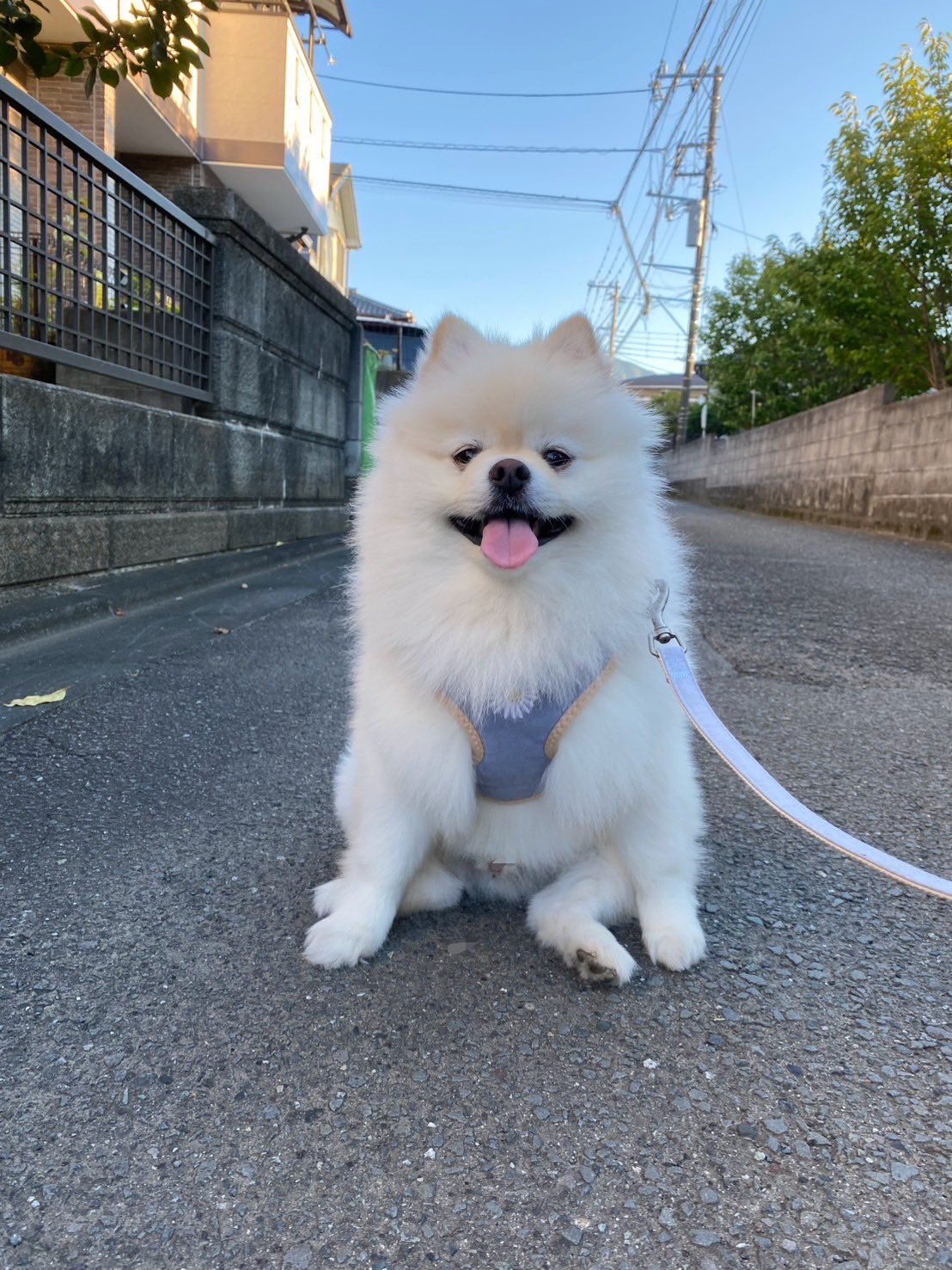 りん様  ご確認ページ♡ りん（ポメラニアン） (@LStnd38qA2pBwap) / X