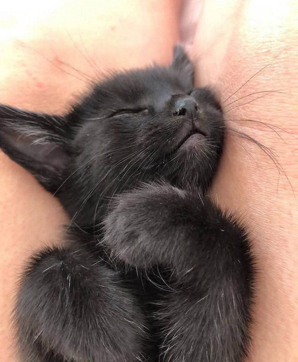 Black cats are not bad luck (@visualscat) on Twitter photo 