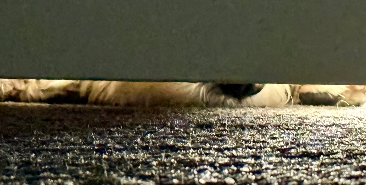 Natinsurbroker's tweet image. Door closed? That’s cute. I’ll wait. 🐶

#dogsofX #groodle #alarmclock #Security