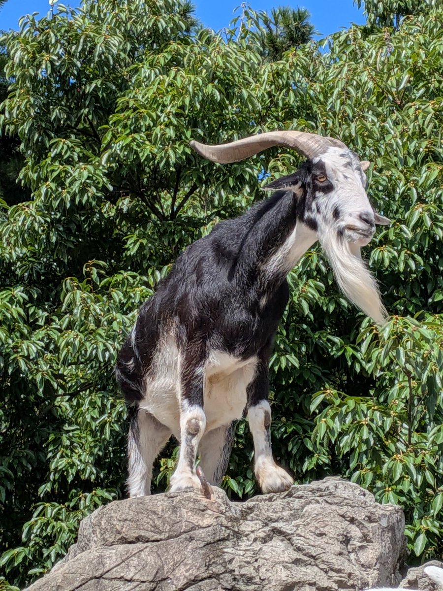 ヤギさん