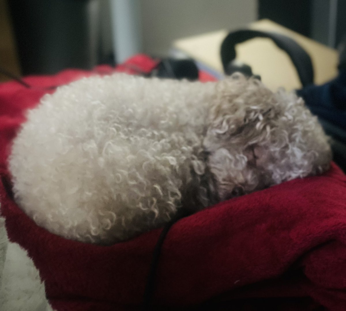 Ok sorry guys! Gonna have to cancel stream tonight I’m so exhausted. If I’m free tomorrow after work then we’ll pick up stream again. Here’s a pic of puppy as compensation for no stream