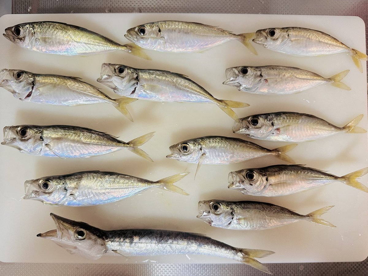 今日は朝から釣りに行ってきた🐟
豆アジとカマスが釣れたー✨
初めて〜